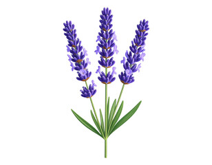 Lavender Flower Stem with Purple Buds – Wellness-Themed PNG Transparent Background 