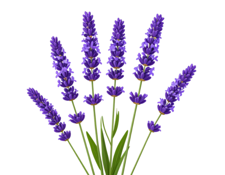 Lavender Flower Stem with Purple Buds – Wellness-Themed PNG Transparent Background 