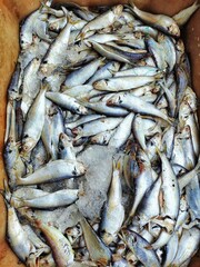 lots of varieties of marine and brakish water fish sale HD