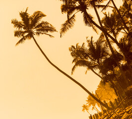 A palm tree is the main focus of the image