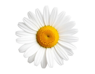 Wild daisy flower with white petals and yellow center, soft lighting, natural look, Transparent Background PNG 