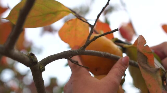 A woman uses pruning shears to remove a persimmon from a tree. Harvesting, The fruit is surrounded by green leaves and the person seems to be enjoying the moment