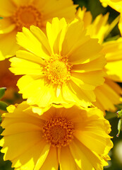 A close up of two yellow flowers with a green stem