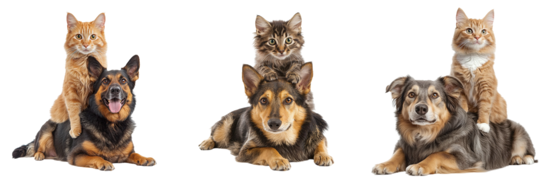 Set of cute cats and dogs isolated on transparent background PNG