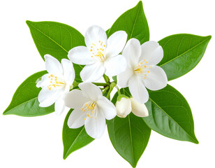 Obraz premium Jasmine Flower Branch with White Buds – Elegant Transparent Background PNG Clipart
