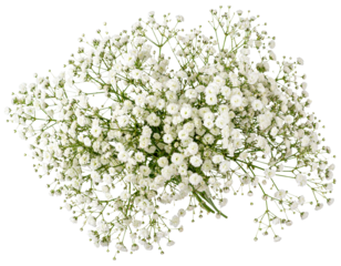 Baby’s Breath Bouquet – Airy White Flower Transparent Background PNG Cutout