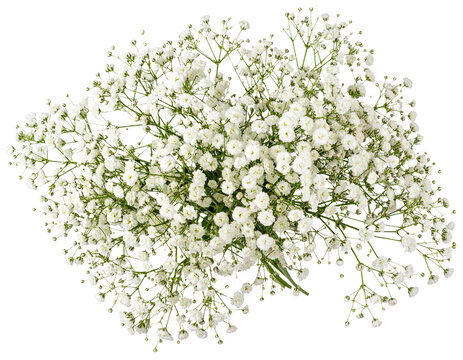 Baby’s Breath Bouquet – Airy White Flower Transparent Background PNG Cutout - Powered by Adobe