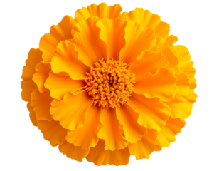 Orange Marigold Flower – Traditional Botanical Transparent Background PNG Clipart