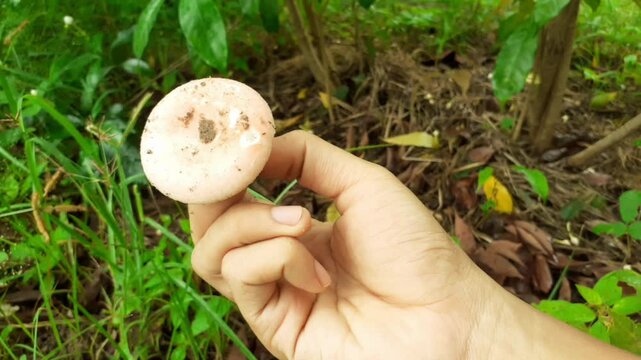 Collect wild mushrooms for cooking