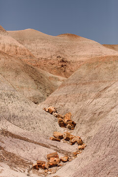 Petrified wood logs scattered on barren hills in painted desert