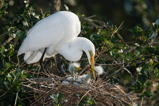 An adult Great Egret tending to chicks on a nest