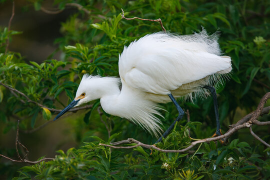 Snowy Egret walking among tree branches at a rookery