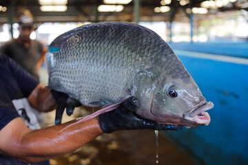 Close-up view of a man holding a large tilapia broodstock that has just been harvested from an aquaculture tank. © Bastera