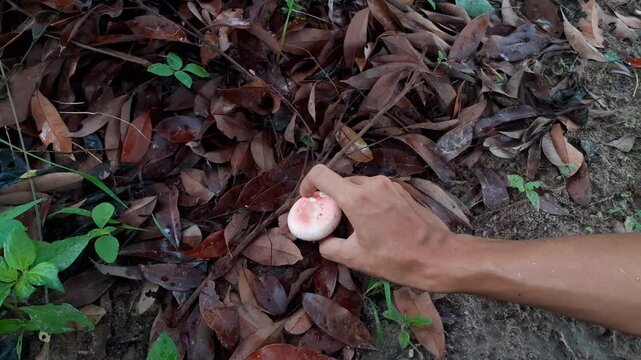 Collect wild mushrooms for cooking