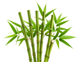 Green Bamboo Stalks with Leaves – Zen Transparent Background PNG Botanical Clipart