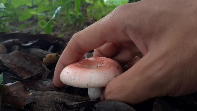 Collect wild mushrooms for cooking