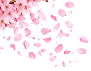 Falling Cherry Blossom Petals – Transparent Background PNG Spring Effect