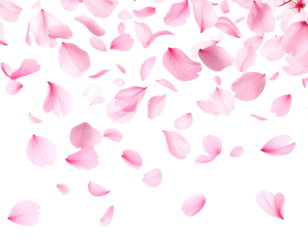 Falling Cherry Blossom Petals – Transparent Background PNG Spring Effect