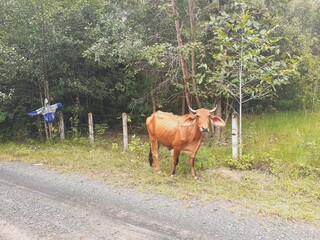 Cows are grazing on the side of a road in rural Thailand.