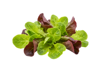 Fresh Red and Green Leaf Lettuce:  Crisp Salad Greens, Healthy Eating, Vegetarian Food,  Organic Produce,  Farm-to-Table Ingredients