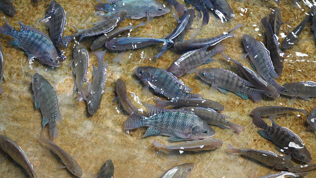 
A group of tilapia swimming close together in a breeding pond, This image captures the natural behavior of the fish as they congregate near the surface, perhaps during feeding time.
