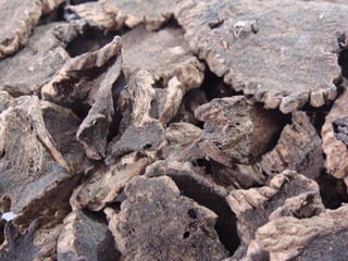 Dried Scrophularia Root (Hyeonsam) Used in Traditional Korean Herbal Medicine