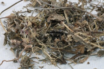 Dried Scrophularia Buergeriana (Hyeonsam) Mixed Herbal Form Korean Traditional Medicine