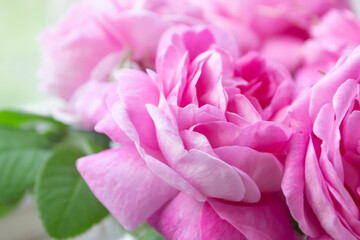 Close up shows vibrant pink roses in full bloom with green leaves in the background