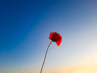 Single Red Poppy Flower Against Blue Sky at Sunset