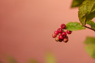 Plant in the nature photo