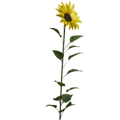 Realistic 3D Sunflower Plant with Green Leaves Isolated on Transparent Background