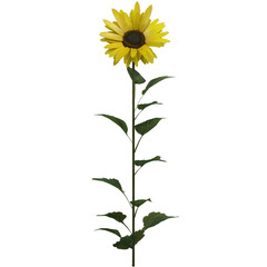 Realistic 3D Sunflower Plant with Green Leaves Isolated on Transparent Background