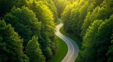 Scenic Winding Road Through Green Forest with Golden Sunlight