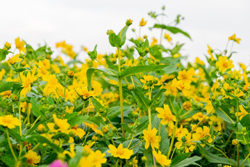 Obraz premium A breathtaking view of a vast cosmos flower field in full bloom, with pink, white, and magenta petals dancing under the sunlight. The vibrant meadow stretches into the horizon, creating a dreamy