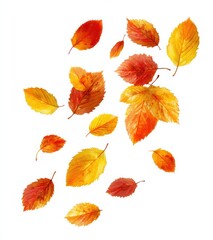 Obraz premium autumn leaves isolated on white