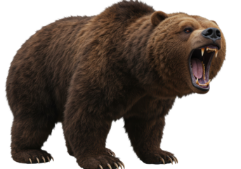 Isolated Portrait of a Growling Brown Bear with Open Mouth