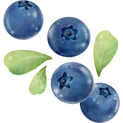 Blueberry and leaves watercolor style paper texture illustration