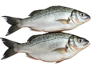 Fototapeta premium Fresh Seafood: Two Gilthead Seabream, Mediterranean Cuisine, Raw Fish, Market Produce, Culinary Photography