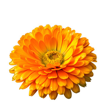Mexican marigold lutein edible flower calendula officinalis marigold orange flower annual plant png isolated transparent background