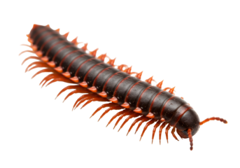 Isolated Detailed Close-up of a Centipede with Segmented Body