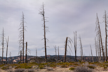 Whiteman Ranch Connecting Trail， Bryce Canyon National Park, Utah. 
