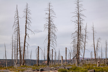Whiteman Ranch Connecting Trail， Bryce Canyon National Park, Utah. 
