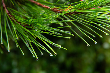 leaves of pine tree with raindrops in the rain