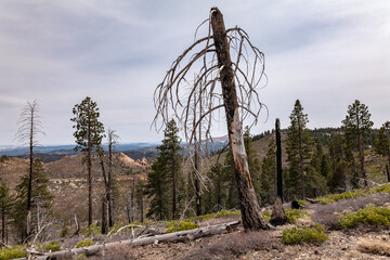 Whiteman Ranch Connecting Trail， Bryce Canyon National Park, Utah. 
