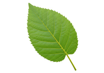 Isolated Single Green Leaf with Detailed Veins