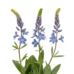 Fototapeta premium Set of Veronica spicata (spiked speedwell) spring spikes isolated png on a transparent background perfectly cutout