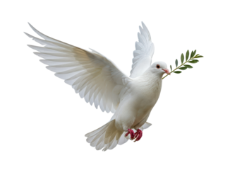 Isolated Dove with Olive Branch Symbol of Peace