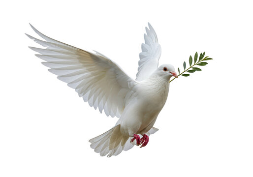 Isolated Dove with Olive Branch Symbol of Peace