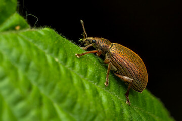 Weevil beetle - Polydrusus mollis, beautiful small weevil beetle native to European forests and...