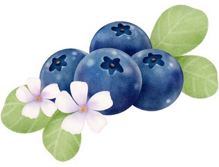 Blueberry with flowers watercolor style paper texture hand drawn illustration
